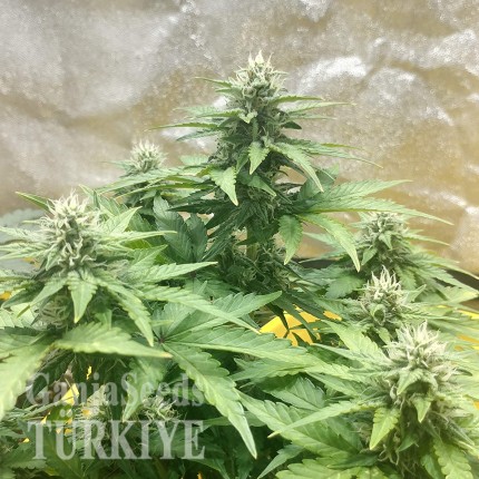 Auto Diesel feminised Ganja Seeds