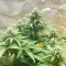 GanjaSeeds internet mağazasından kargo ile Auto Diesel feminised Ganja Seeds