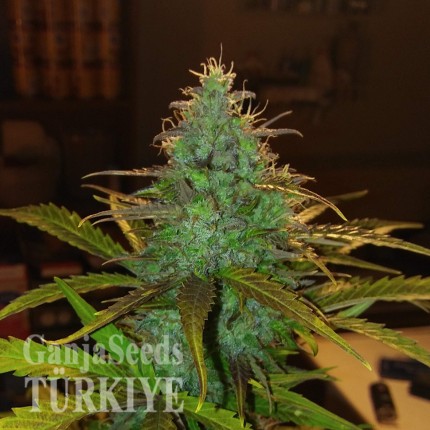 Auto Diesel feminised Ganja Seeds