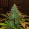 Auto Diesel feminised Ganja Seeds Ucuz kenevir tohumu fiyatları