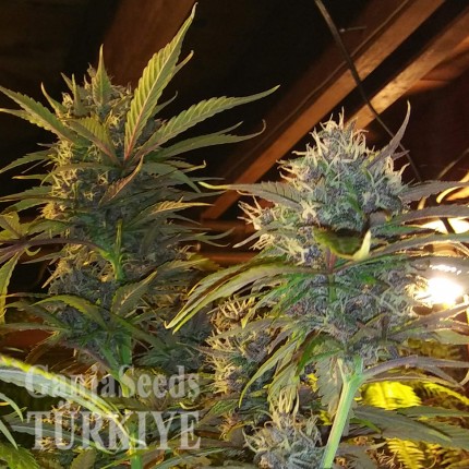 Auto Diesel feminised Ganja Seeds