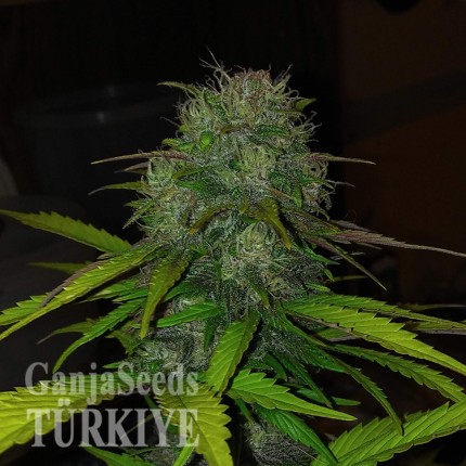 Auto Diesel feminised Ganja Seeds