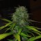 Auto Diesel feminised Ganja Seeds Kenevir kültürü tohumları
