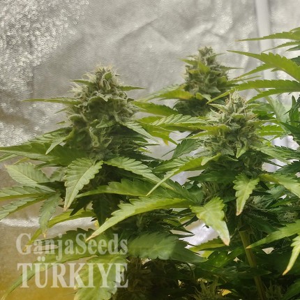Auto Diesel feminised Ganja Seeds