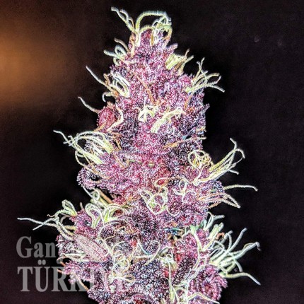 Auto Diesel feminised Ganja Seeds