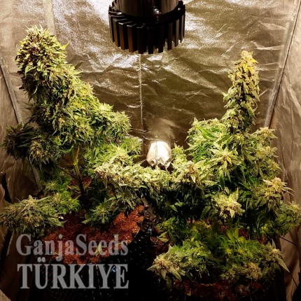 Auto Jack Herer feminised Ganja Seeds