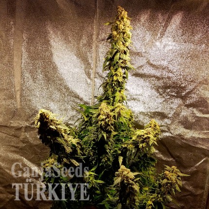 Auto Jack Herer feminised Ganja Seeds