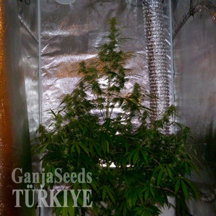 Auto Jack Herer feminised Ganja Seeds