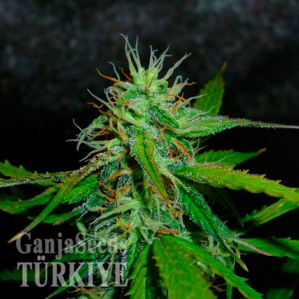 Auto Jack Herer feminised Ganja Seeds