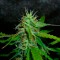 Auto Jack Herer feminised Ganja Seeds Otoçiçeklenen kenevir tohumları