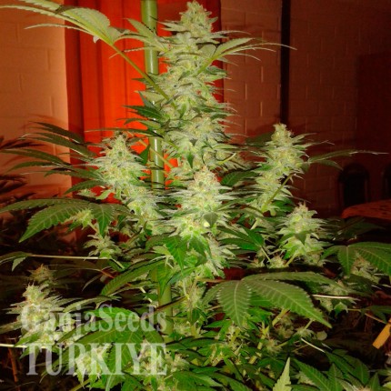 Auto Jack Herer feminised Ganja Seeds