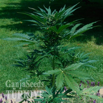 Auto Jack Herer feminised Ganja Seeds