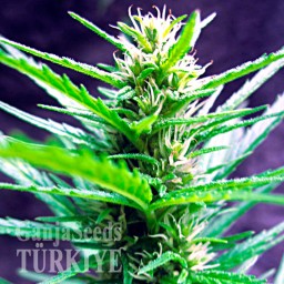 Auto Jack Herer feminised Ganja Seeds