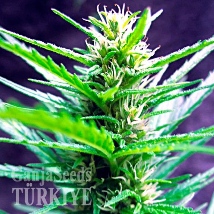 Auto Jack Herer feminised Ganja Seeds