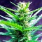 Auto Jack Herer feminised Ganja Seeds Acemiler için kenevir tohumları