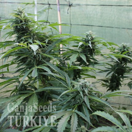 Auto Jack Herer feminised Ganja Seeds