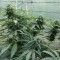 İzmir’de  Auto Jack Herer feminised Ganja Seeds kenevir tohumu