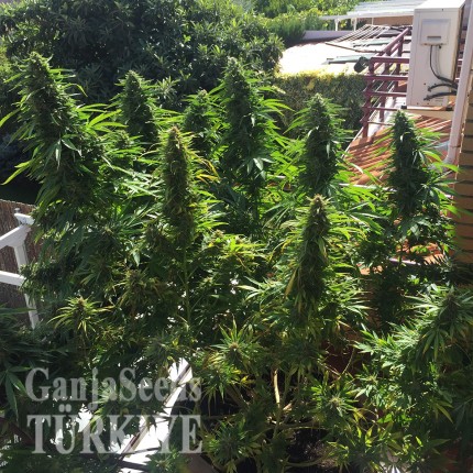 Blueberry feminised Ganja Seeds