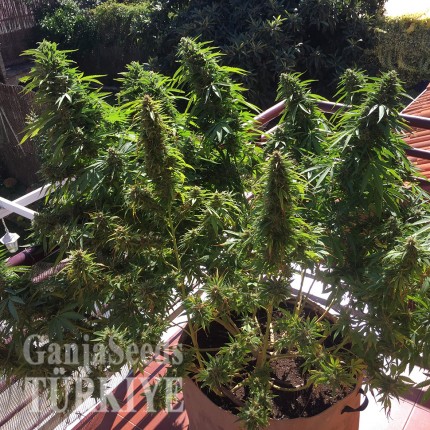 Blueberry feminised Ganja Seeds