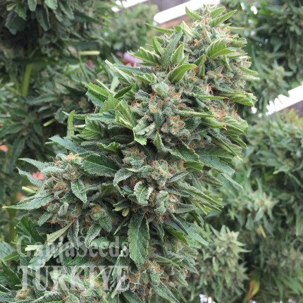 Blueberry feminised Ganja Seeds