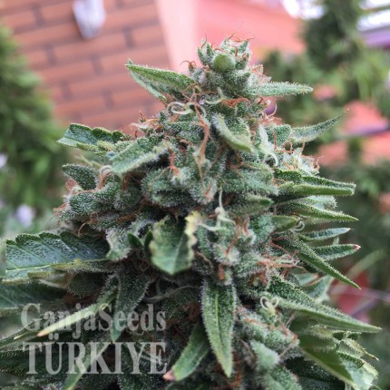 Blueberry feminised Ganja Seeds