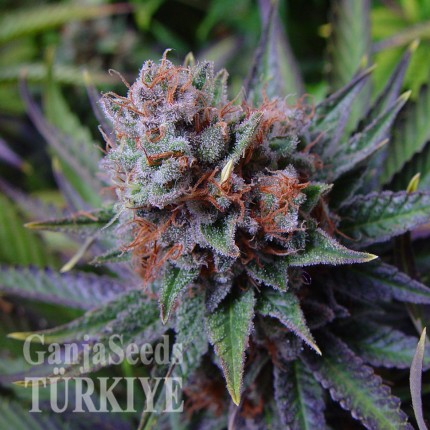 Blueberry feminised Ganja Seeds