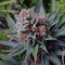 Blueberry feminised Ganja Seeds