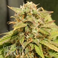 Auto Super Bud feminised Ganja Seeds