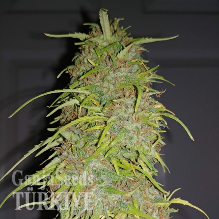 Auto Super Bud feminised Ganja Seeds