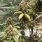 Fethiye’de  Auto Super Bud feminised Ganja Seeds kenevir tohumu