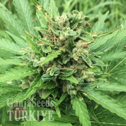 Auto Super Bud feminised Ganja Seeds