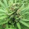 Bursa’da  Auto Super Bud feminised Ganja Seeds kenevir tohumu