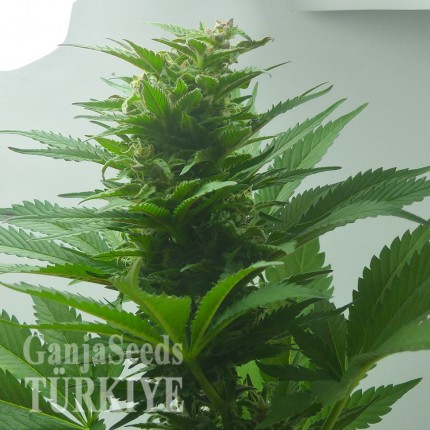 Auto Super Bud feminised Ganja Seeds