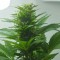 Adana’da  Auto Super Bud feminised Ganja Seeds kenevir tohumu