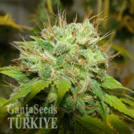 Auto Super Bud feminised Ganja Seeds