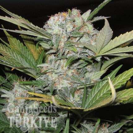 Auto Super Bud feminised Ganja Seeds