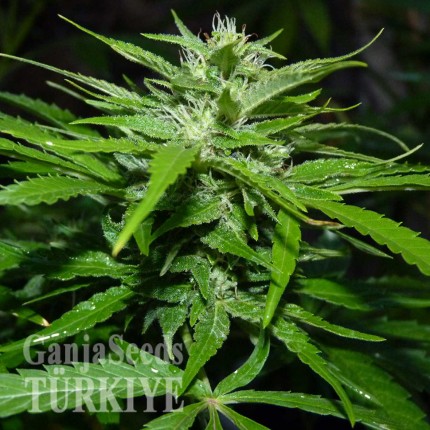 Auto Super Bud feminised Ganja Seeds
