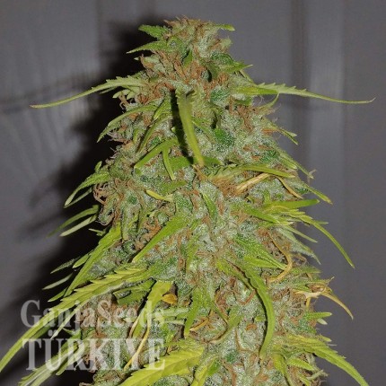 Auto Super Bud feminised Ganja Seeds