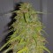 Hatay’da  Auto Super Bud feminised Ganja Seeds kenevir tohumu