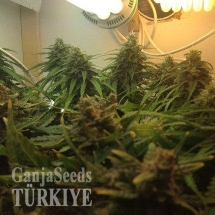 Auto Super Bud feminised Ganja Seeds