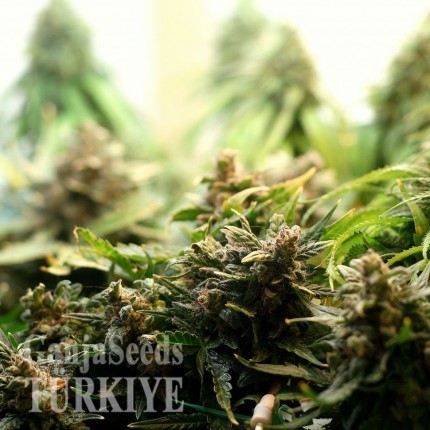 Auto Super Bud feminised Ganja Seeds