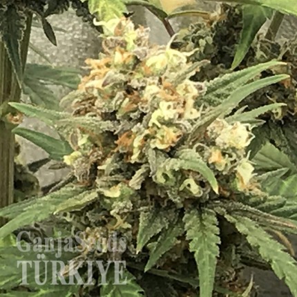 Auto Super Bud feminised Ganja Seeds