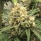 Rize’de  Auto Super Bud feminised Ganja Seeds kenevir tohumu