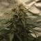 Samsun’da  Auto Super Bud feminised Ganja Seeds kenevir tohumu