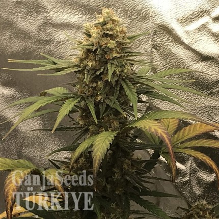 Auto Super Bud feminised Ganja Seeds