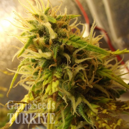 Auto Super Bud feminised Ganja Seeds