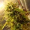 Yalova’da  Auto Super Bud feminised Ganja Seeds kenevir tohumu