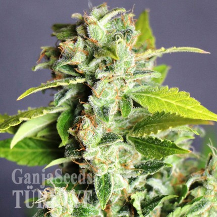 Auto Super Bud feminised Ganja Seeds