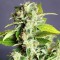 Auto Super Bud feminised Ganja Seeds Otomatik çiçeklenen kenevir tohumları