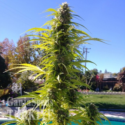 Auto Super Bud feminised Ganja Seeds